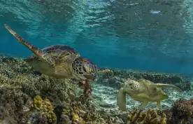 A pair of green turtles swimming on the Great Barrier Reef