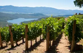 Vineyards in Napa Valley, California, USA