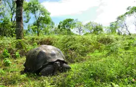 Giant Galapagos Tortoise 