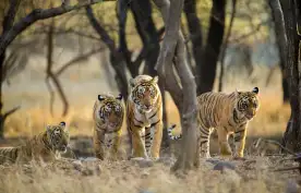 four tigers, three moving and one laying down, underneath the shade of trees