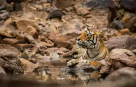 Adult tiger relaxing in river in between rocks