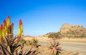 Aloe Vera growing alongside a desert road