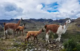 Lamas Family at El Cajas National Park in Ecuador