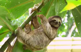 Sloth hanging from the branch of a tropical tree