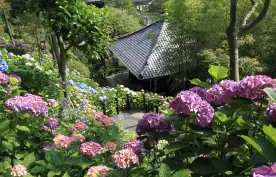 Top view of Kamakura Hasedera Buddhist temple in Kamakura, Japan