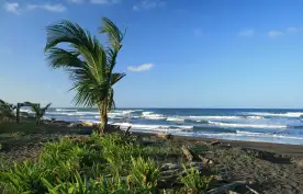 A palm tree blowing in the ocean breeze from the nearby sea