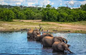 A family of elephants drinking from the Chobe River, Botswana