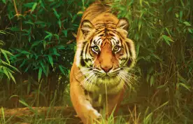 Tiger walking towards the camera through jungle greenery
