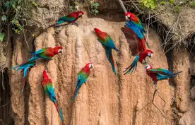 Macaw parrots in the peruvian Amazon jungle at Madre de Dios, Peru