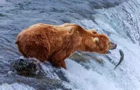 Grizzly bears fishing for salmon at the Katmai National Park in Alaska