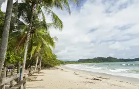 Tall palm trees along Playa Garza beach in Nosara, Costa Rica