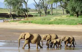 A family of Elephants making a crossing of a riverbed