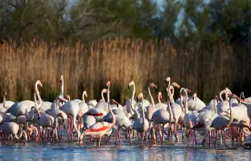 Group of European greater flamingos walking in shallow water of a swamp