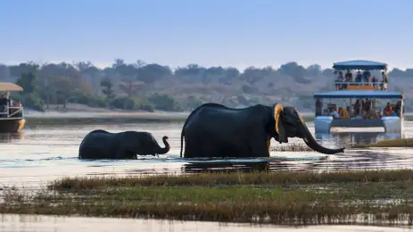 Elephants in the river in Chobe national park. Boat in the background with passengers watching the animals