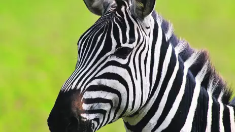 Zebra at Serengeti National Park in Tanzania, East Africa