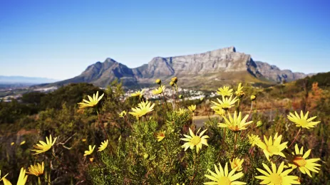 View of Table Mountain with wild daisies on foreground in South Africa