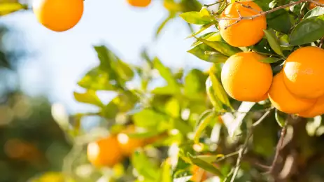 Orange tree with fresh oranges growing in the sunlight in the province of Valencia, Spain