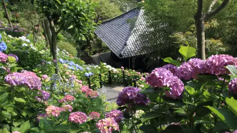 Top view of Kamakura Hasedera Buddhist temple in Kamakura, Japan