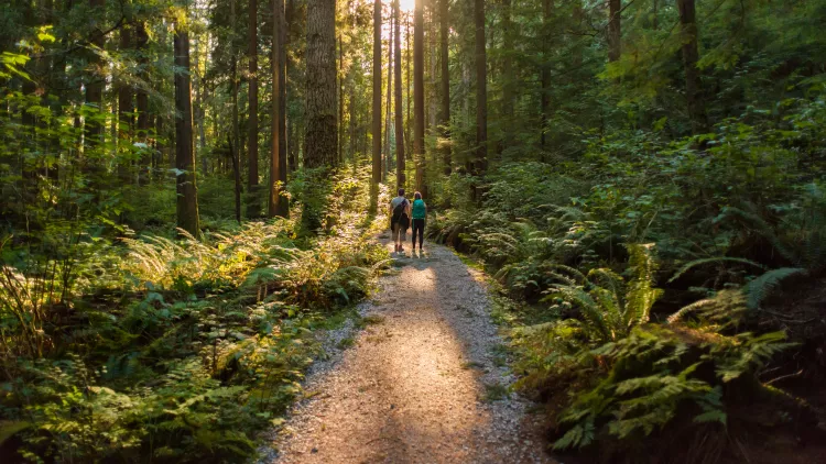 Man and Woman Hikers Admiring Sunbeams Streaming Through Trees