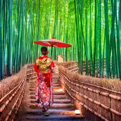 Bamboo Forest. Asian woman wearing japanese traditional kimono at Bamboo Forest in Kyoto, Japan.