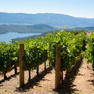 Vineyards in Napa Valley, California, USA