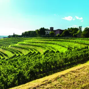 Grapevine field in the countryside, Italy