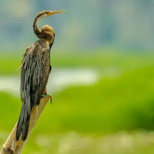 An Oriental darter, a bird of South Asia and Southeast Asia, resting on a bamboo pole