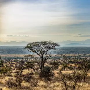 Samburu National Reserve plains with acacia and thorn trees at Great Rift Valley, Kenya