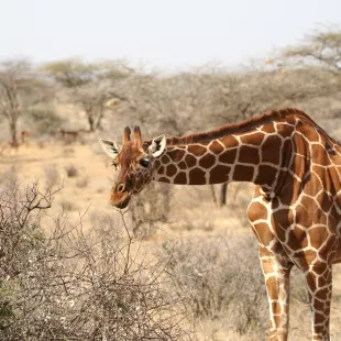 Stunning Giraffe leaning towards bush in the Kenyan desert