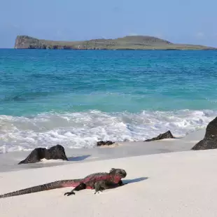 Marine iguanas basking in the sun on a white sand beach, a calm blue ocean the background rolling small waves