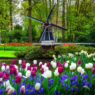 Dutch windmill and colourful fresh tulips in Keukenhof park, Netherlands