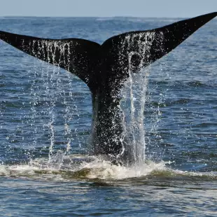 A whalefin emerging from the sea