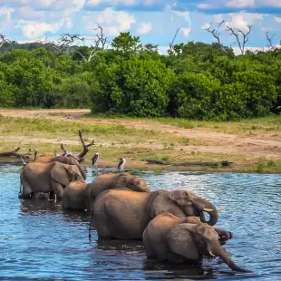 A family of elephants drinking from the Chobe River, Botswana