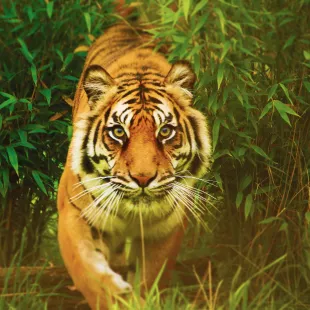 Tiger walking towards the camera through jungle greenery