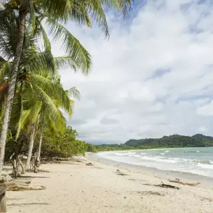 Tall palm trees along Playa Garza beach in Nosara, Costa Rica
