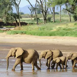 A family of Elephants making a crossing of a riverbed