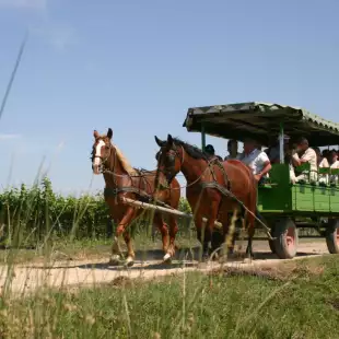 Tourists travelling on country road by horse carriage in Vienna, Austria