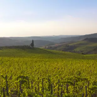 Chianti Vineyard in Tuscany landscape