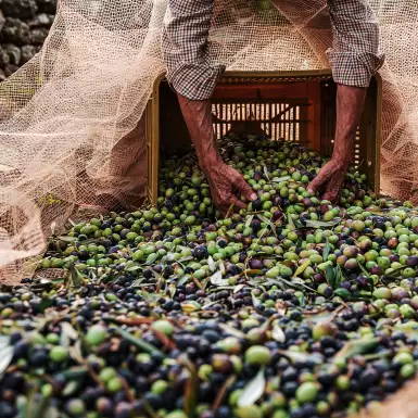 olive harvest in puglia italy
