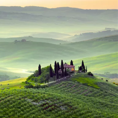 Early morning shot of a Tuscany wineyard