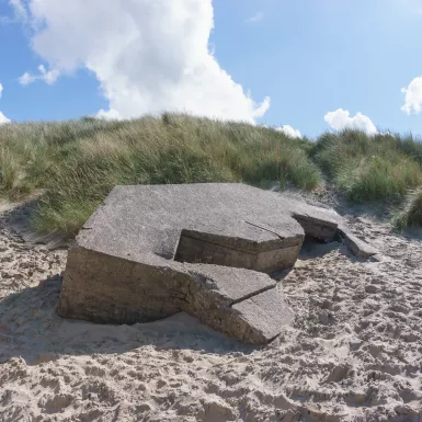 Large smooth on a sandy beach, with a background of marram grass