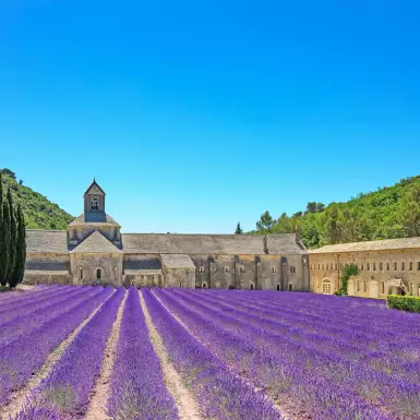 Abbey of Senanque and blooming rows lavender flowers in a large field 