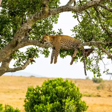 A leopard sleeping on the branch of a large tree in Kenya