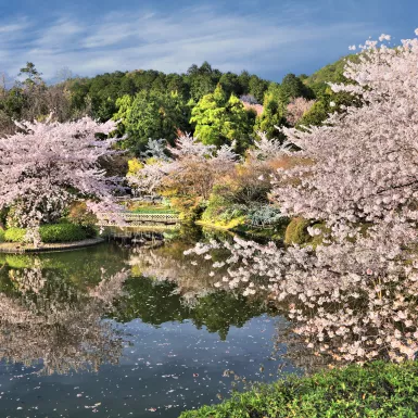 Cherry blossom trees and pond at Ryoanji temple gardens in Kyoto, Japan