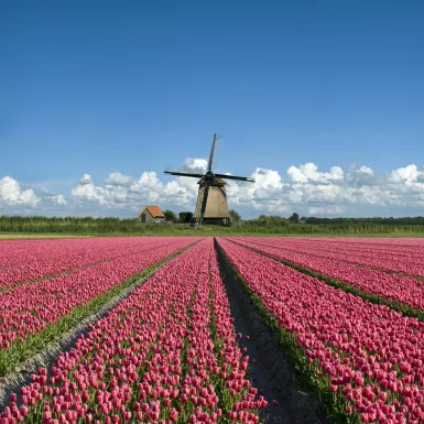 Field of pink tulips in front of a typical Dutch windmill