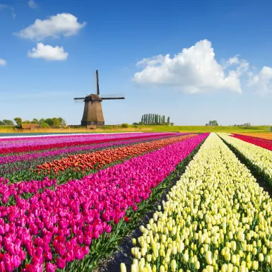 Colorful tulip field in front of a Dutch windmill under a nicely clouded sky in Netherlands