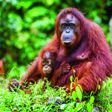 Bornean orangutan with a cub amongst rainforest in Borneo, Indonesia