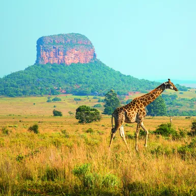 A giraffe walking in with a geological rock formation in the background, Limpopo Province, South Africa.