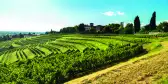 Grapevine field in the countryside, Italy