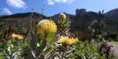 Bloomed flower during Springtime at the Kirstenbosch Gardens in Cape Town, South Africa